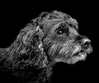 Full Portfolio
