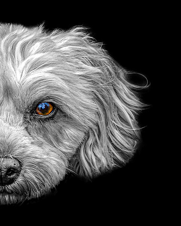 Maggie Wild Side hybrid 5-4