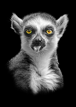 Cheeky Lemur hybrid A3