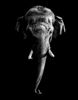Elephant Head 1