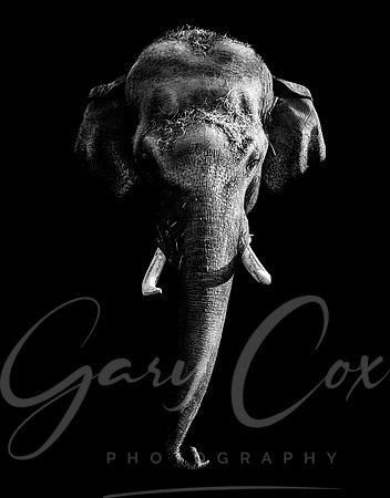 Elephant Head 1