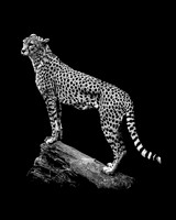 Cheetah Lookout 1 B&W