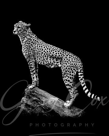 Cheetah Lookout 1 B&W