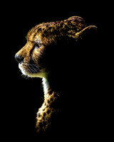 Cheetah Highlights 2