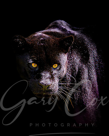 Black Jaguar 2