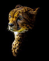 Cheetah Pose 2