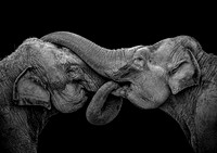 Elephant Embrace 1