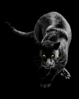 Black Jaguar 1