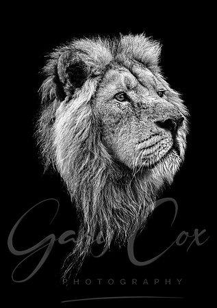Lion Iblis 1 B&W - A4/A3