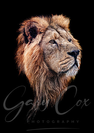Lion Iblis 1 colour - A4/A3