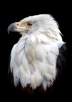 African Fish Eagle -A4/A3