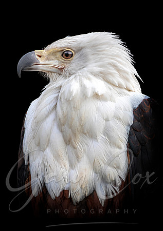 African Fish Eagle -A4/A3
