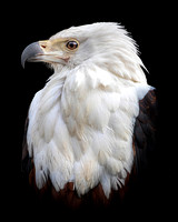 African Fish Eagle