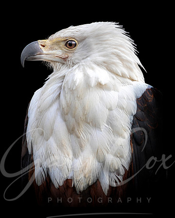 African Fish Eagle