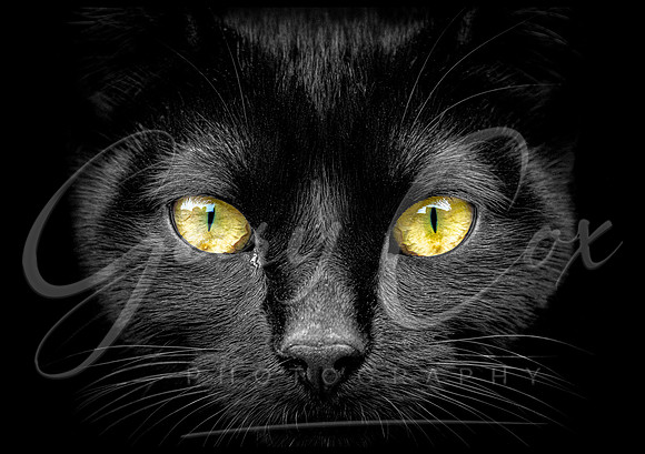 Cats Eyes - A4/A3