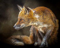 Sly Fox (texture) - 10x8 / 20x16