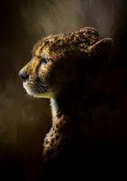 Cheetah Highlights 1 -A4/A3