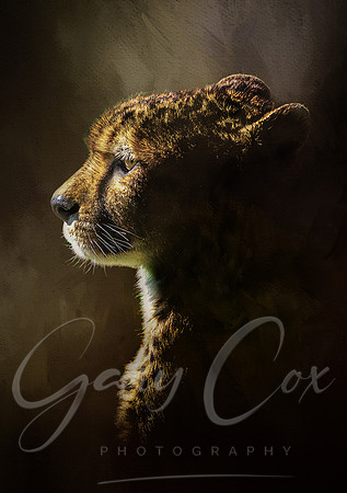 Cheetah Highlights 1 -A4/A3