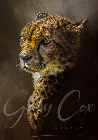 Cheetah Pose 1 -A4/A3