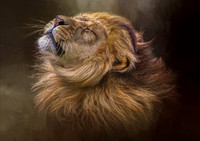 Lion Mane Shake texture -A4/A3