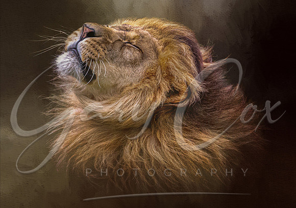 Lion Mane Shake texture -A4/A3
