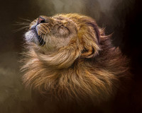 Lion Mane Shake (texture) - 10x8 / 20x16