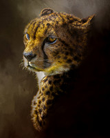 Cheetah Pose 1 - 10x8 / 20x16