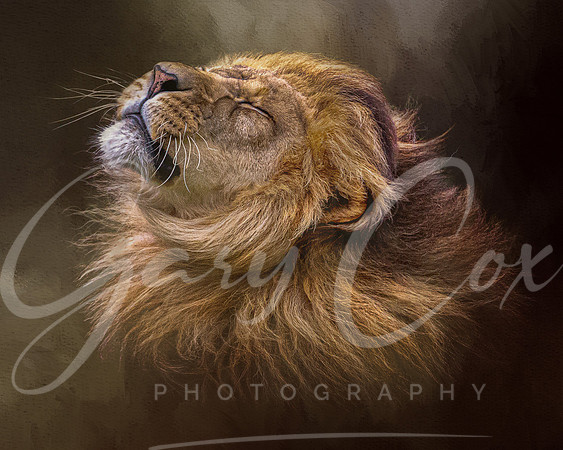 Mane Shake 1