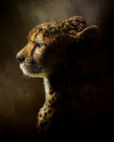 Cheetah Highlights 1