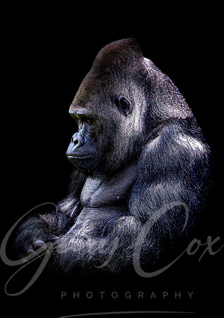 Gorilla Contemplation - A4/A3