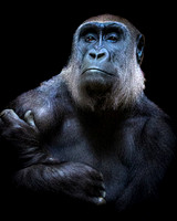Posing Gorilla 1