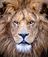 Lion Face 1