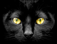 Cats Eyes