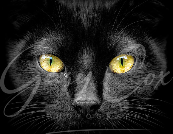 Cats Eyes