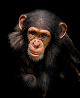 Chimpanzee 1