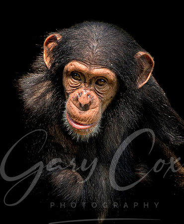 Chimpanzee 1