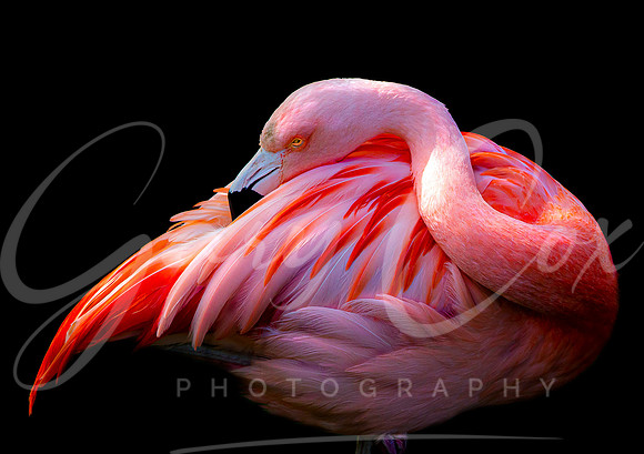 Chilean Flamingo -A4/A3