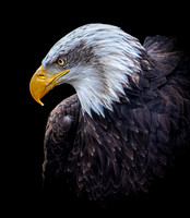 Bald Eagle profile