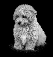 Buddy 1