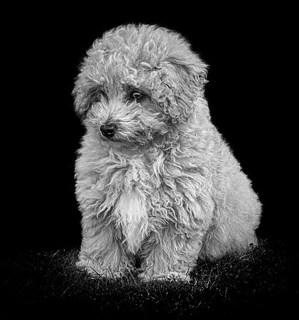 Buddy 1