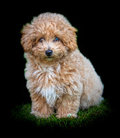 Buddy 2