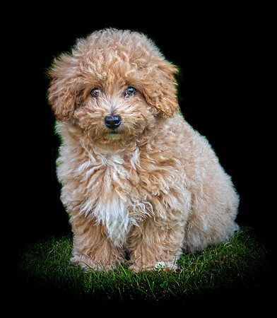 Buddy 2