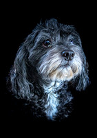 Cody 1