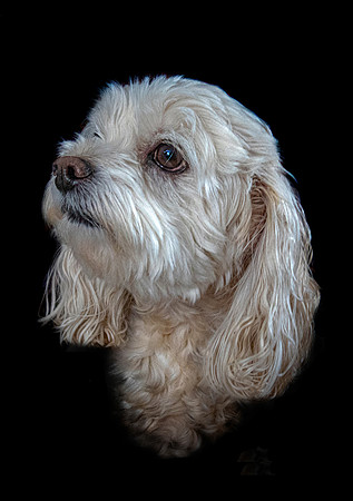 Heidi 2