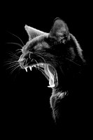 Max Yawn 1