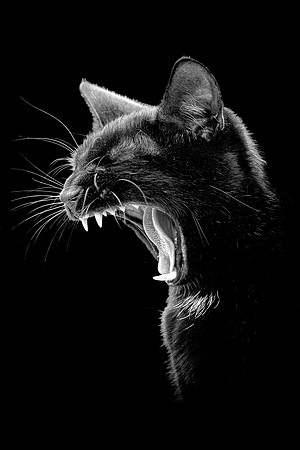 Max Yawn 1