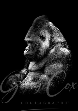 Gorilla Contemplation B&W -A4/A3