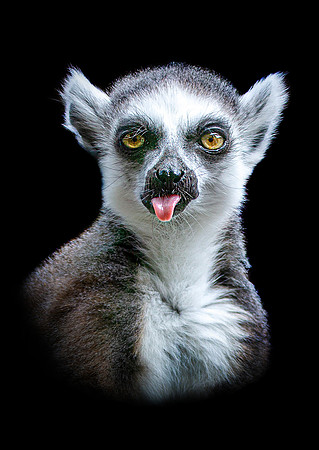 Cheeky Lemur colour A3