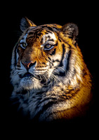 Alyona Tiger 9 -A4/A3