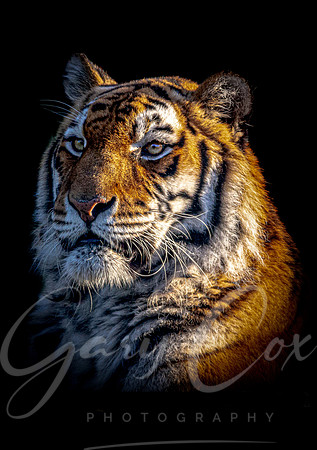 Alyona Tiger 9 -A4/A3